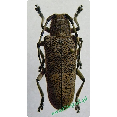 Saperda carcharias (Linnaeus, 1758) female Rzemlik topolowiec